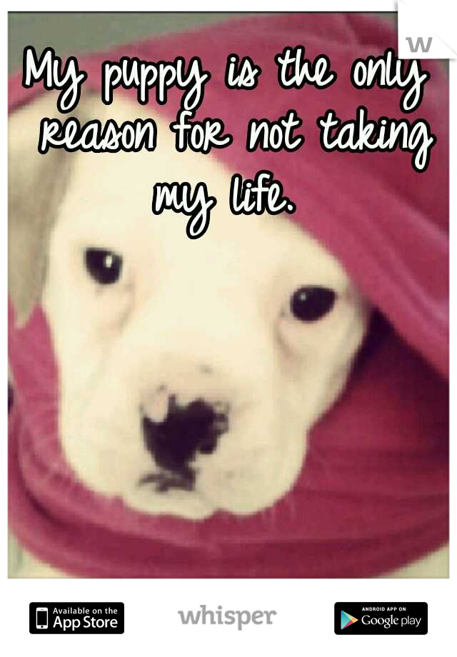My puppy is the only reason for not taking my life. 