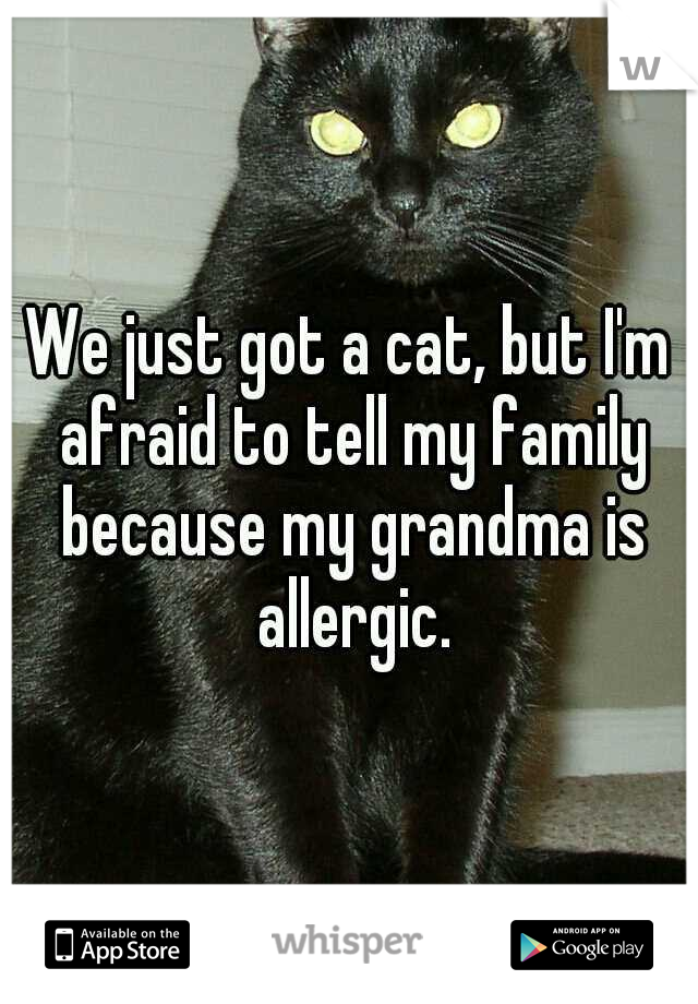 We just got a cat, but I'm afraid to tell my family because my grandma is allergic.