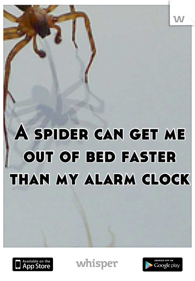 A spider can get me out of bed faster than my alarm clock