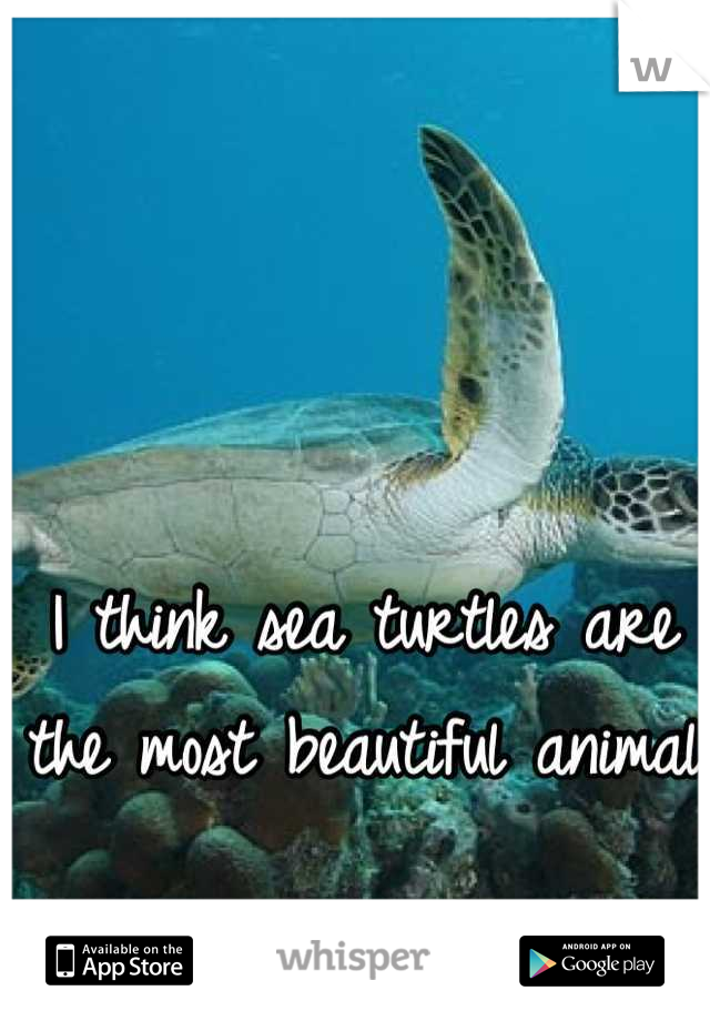 I think sea turtles are the most beautiful animal