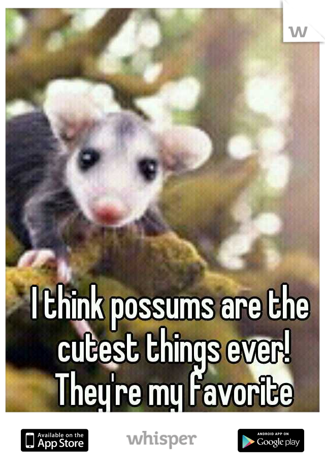 I think possums are the cutest things ever! They're my favorite animal!