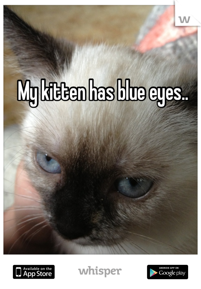 My kitten has blue eyes..