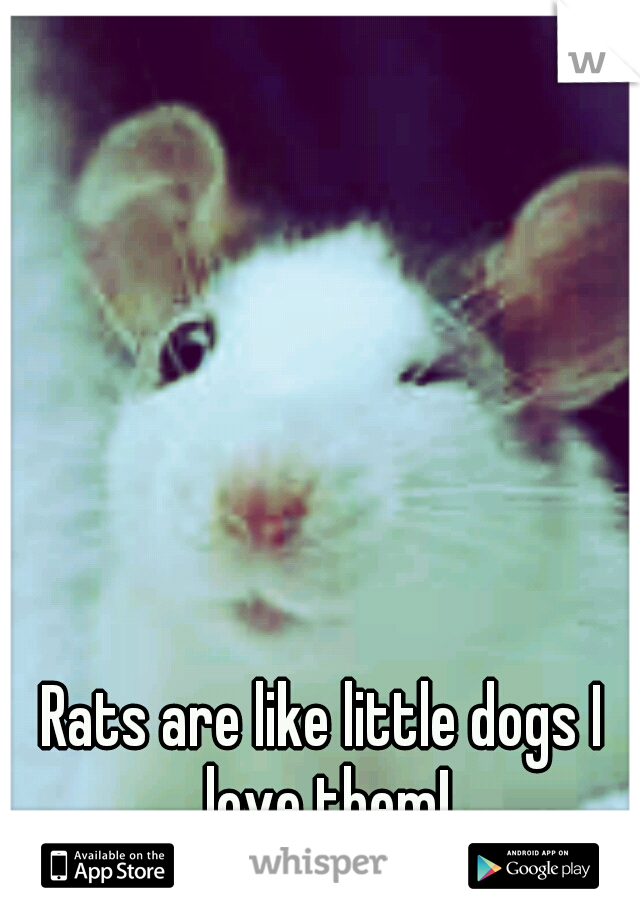 Rats are like little dogs I love them!
