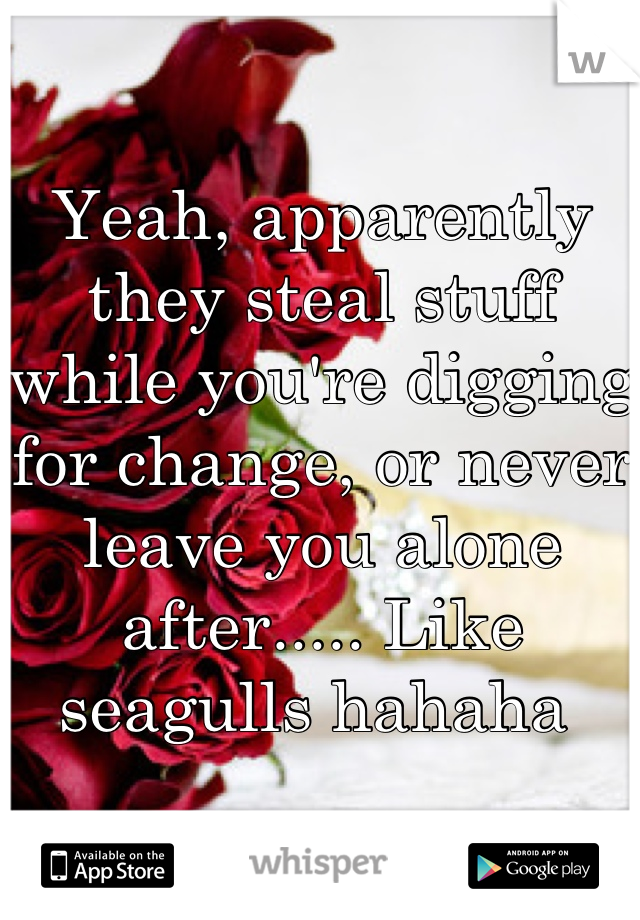 Yeah, apparently they steal stuff while you're digging for change, or never leave you alone after..... Like seagulls hahaha 