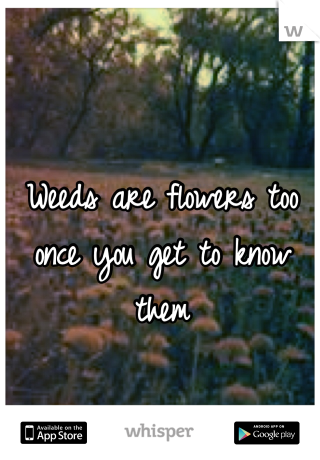 Weeds are flowers too once you get to know them