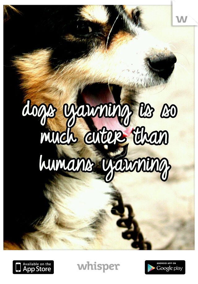 dogs yawning is so much cuter than humans yawning