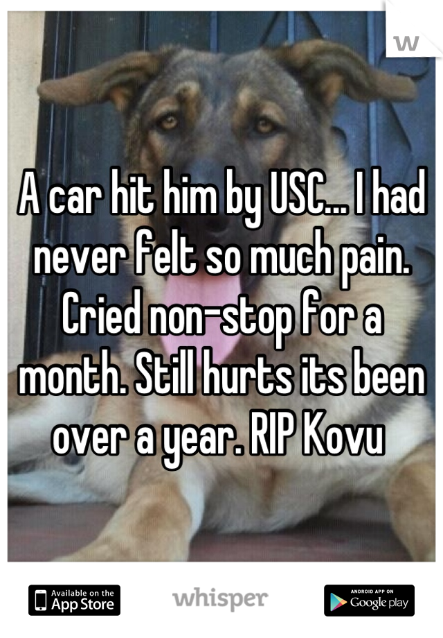 A car hit him by USC... I had never felt so much pain. Cried non-stop for a month. Still hurts its been over a year. RIP Kovu 