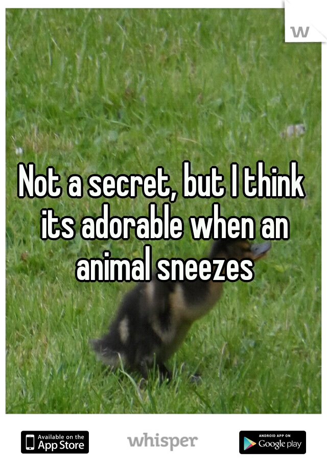 Not a secret, but I think its adorable when an animal sneezes