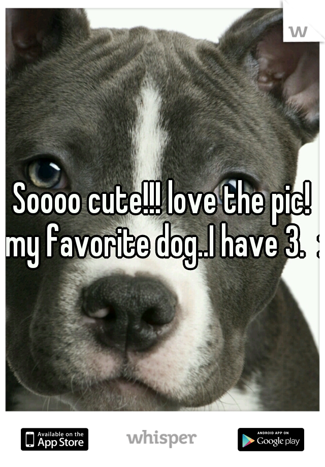 Soooo cute!!! love the pic! my favorite dog..I have 3.  :)