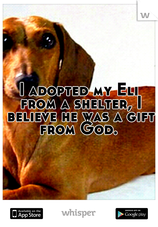 I adopted my Eli from a shelter, I believe he was a gift from God. 