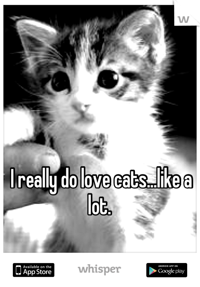 I really do love cats...like a lot. 