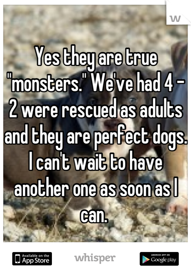 Yes they are true "monsters." We've had 4 - 2 were rescued as adults and they are perfect dogs. I can't wait to have another one as soon as I can. 