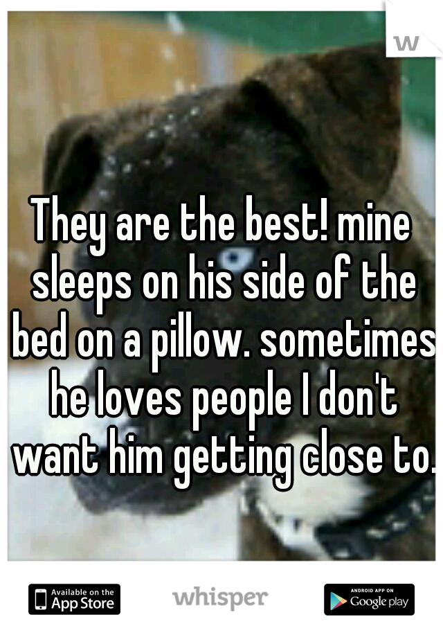 They are the best! mine sleeps on his side of the bed on a pillow. sometimes he loves people I don't want him getting close to.