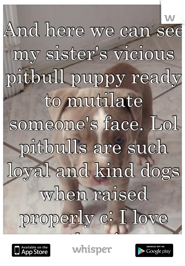 And here we can see my sister's vicious pitbull puppy ready to mutilate someone's face. Lol pitbulls are such loyal and kind dogs when raised properly c: I love them!