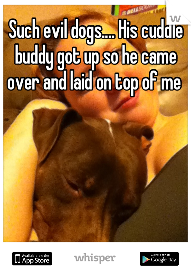 Such evil dogs.... His cuddle buddy got up so he came over and laid on top of me 