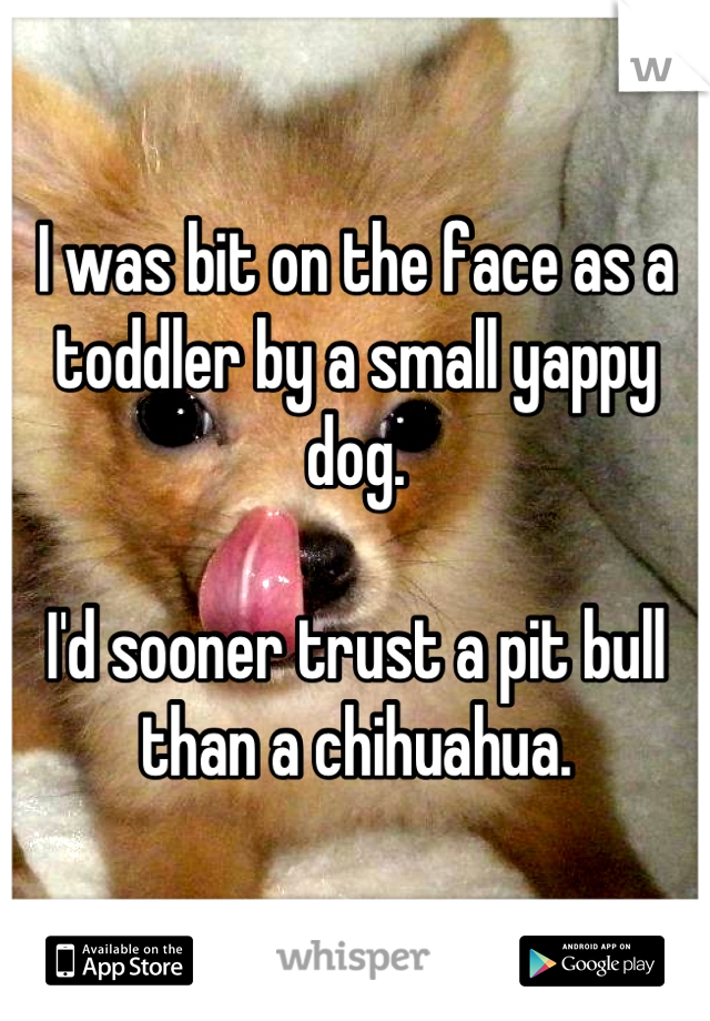 I was bit on the face as a toddler by a small yappy dog.

I'd sooner trust a pit bull than a chihuahua.