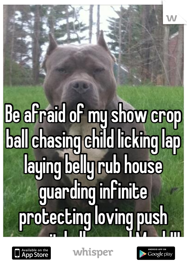 Be afraid of my show crop ball chasing child licking lap laying belly rub house guarding infinite protecting loving push over pit bull named Mack!!!