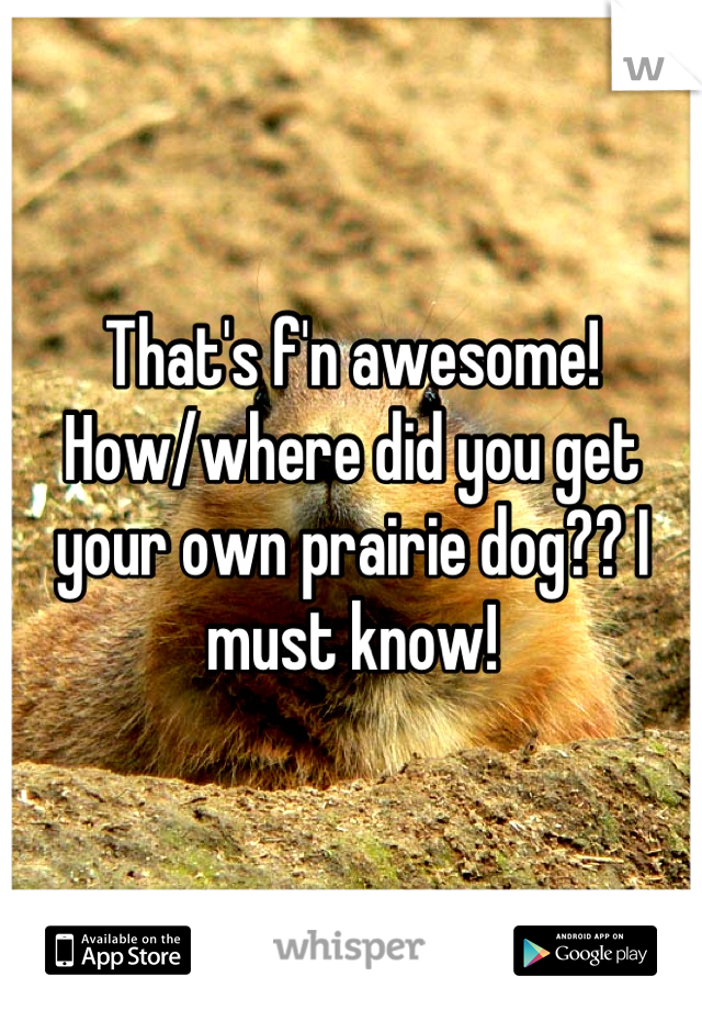 That's f'n awesome! How/where did you get your own prairie dog?? I must know!