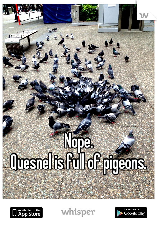 Nope.
Quesnel is full of pigeons.