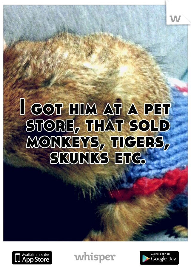 I got him at a pet store, that sold monkeys, tigers, skunks etc.
