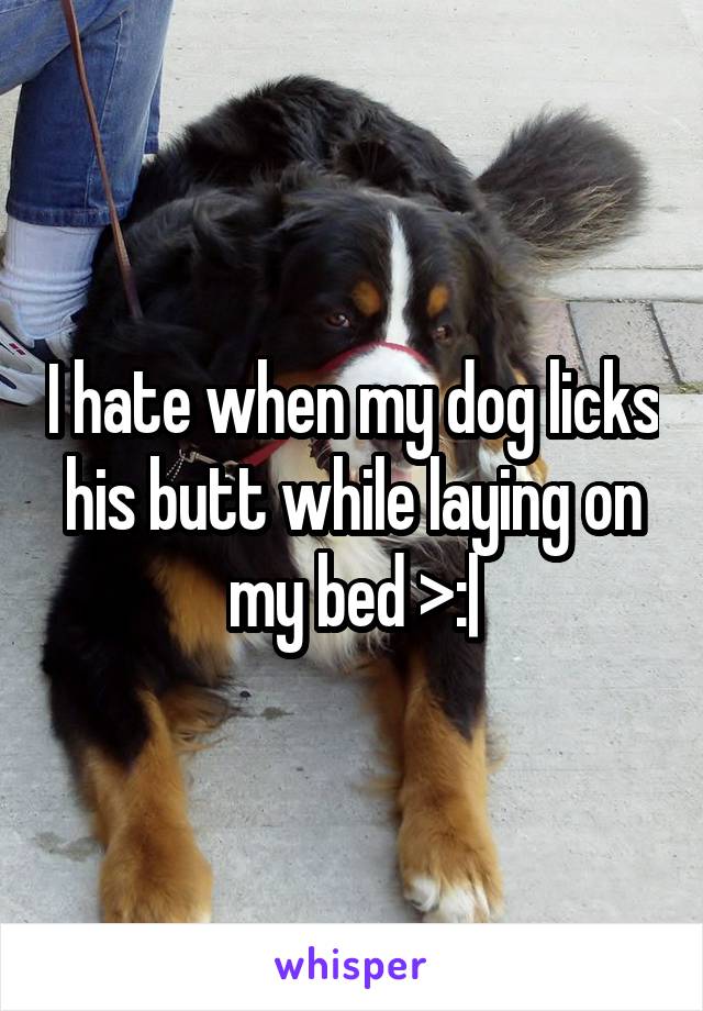 I hate when my dog licks his butt while laying on my bed >:|