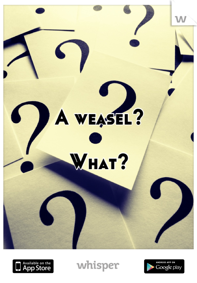 A weasel?

What?