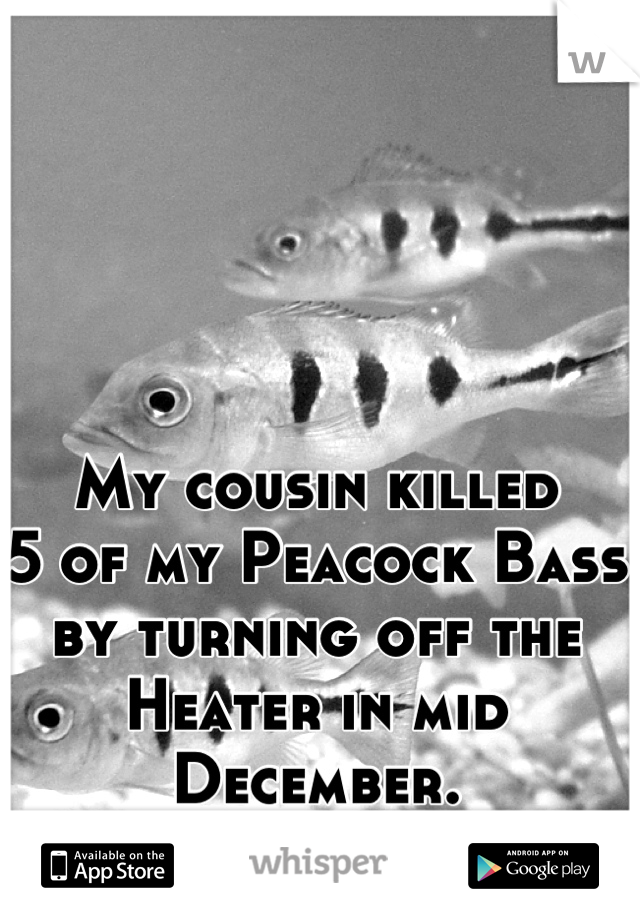 My cousin killed 
5 of my Peacock Bass by turning off the 
Heater in mid December.