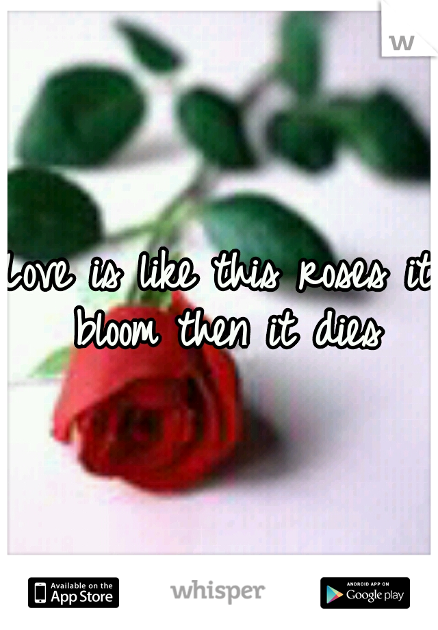 Love is like this roses it bloom then it dies