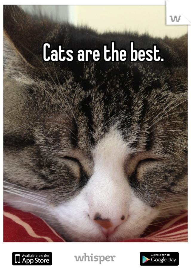 Cats are the best. 