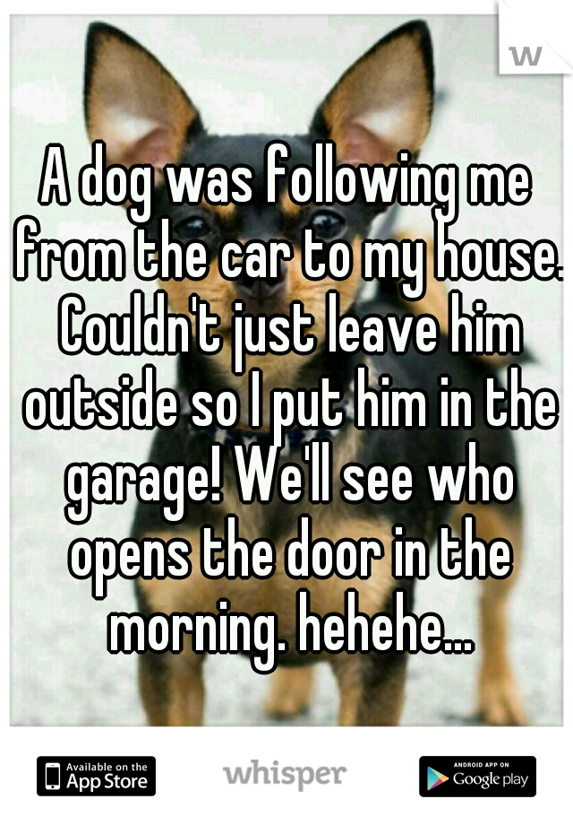 A dog was following me from the car to my house. Couldn't just leave him outside so I put him in the garage! We'll see who opens the door in the morning. hehehe...