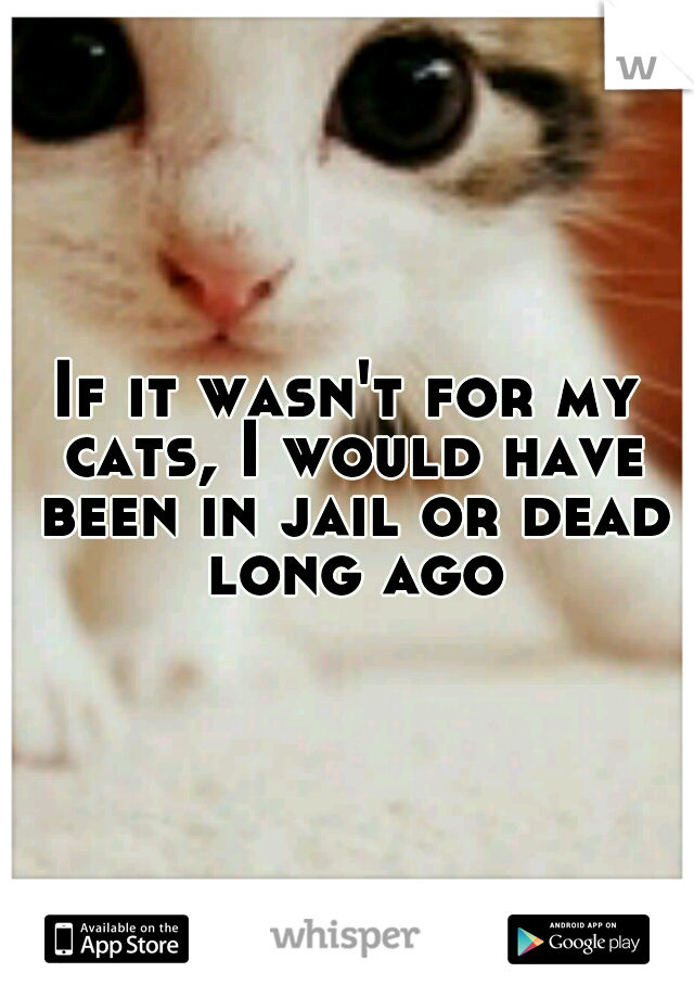 If it wasn't for my cats, I would have been in jail or dead long ago