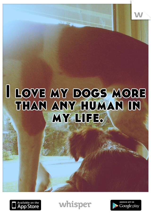 I love my dogs more than any human in my life.