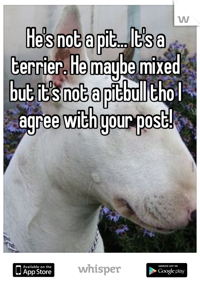 He's not a pit... It's a terrier. He maybe mixed but it's not a pitbull tho I agree with your post!