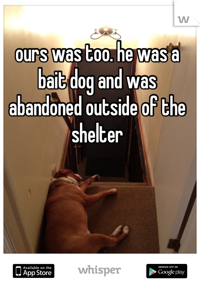 ours was too. he was a bait dog and was abandoned outside of the shelter