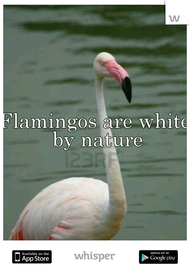 Flamingos are white by nature