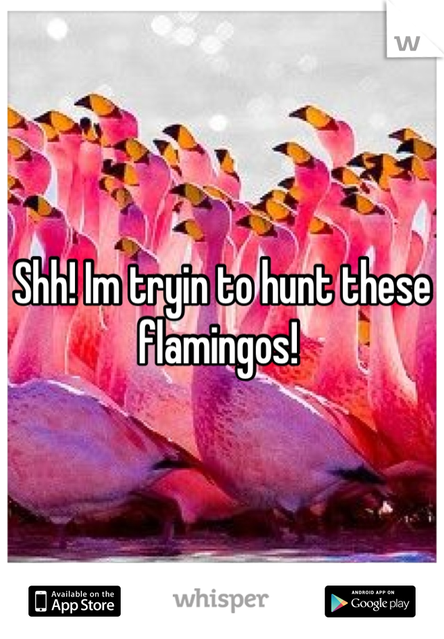 Shh! Im tryin to hunt these flamingos! 