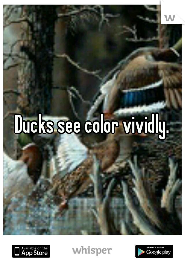 Ducks see color vividly.