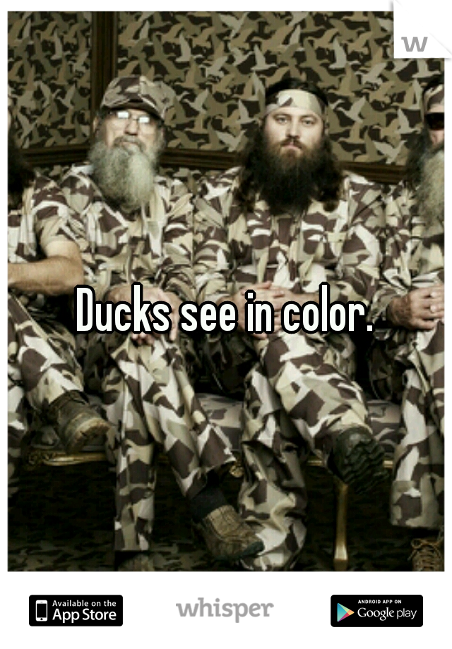 Ducks see in color.