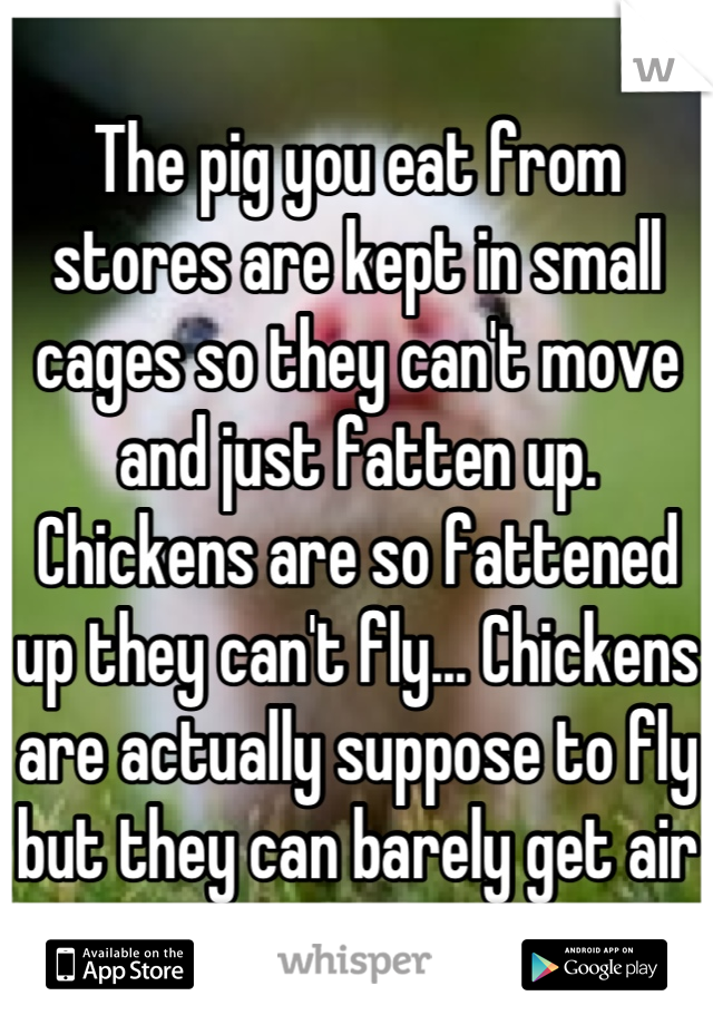 The pig you eat from stores are kept in small cages so they can't move and just fatten up. Chickens are so fattened up they can't fly... Chickens are actually suppose to fly but they can barely get air