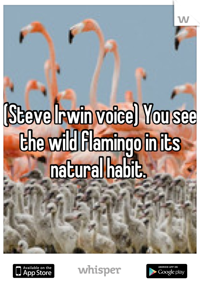 (Steve Irwin voice) You see the wild flamingo in its natural habit. 