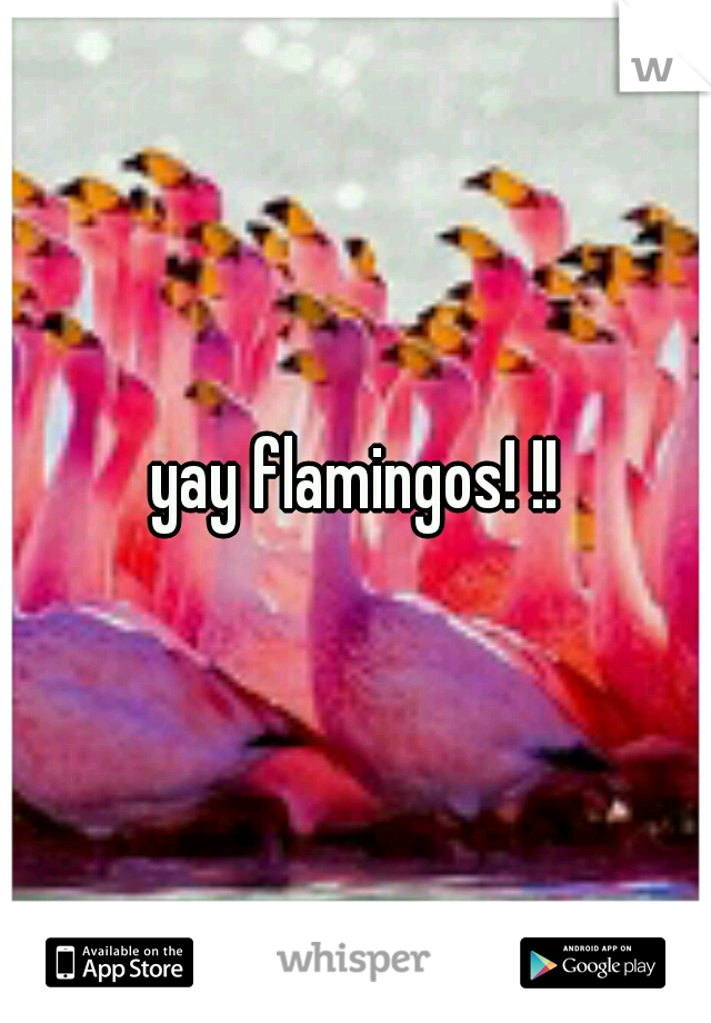 yay flamingos! !!