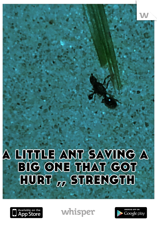 a little ant saving a big one that got hurt ,, strength
