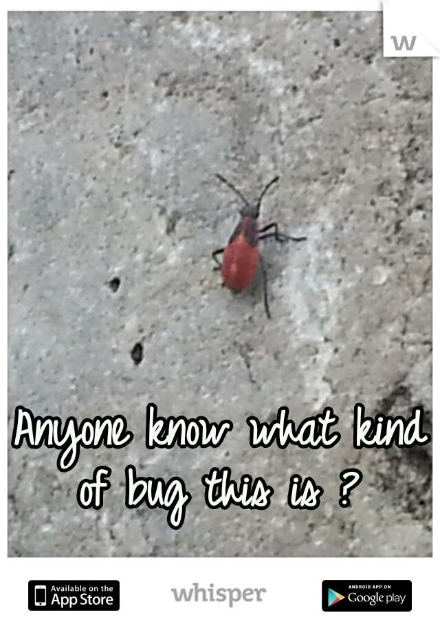 Anyone know what kind of bug this is ? 