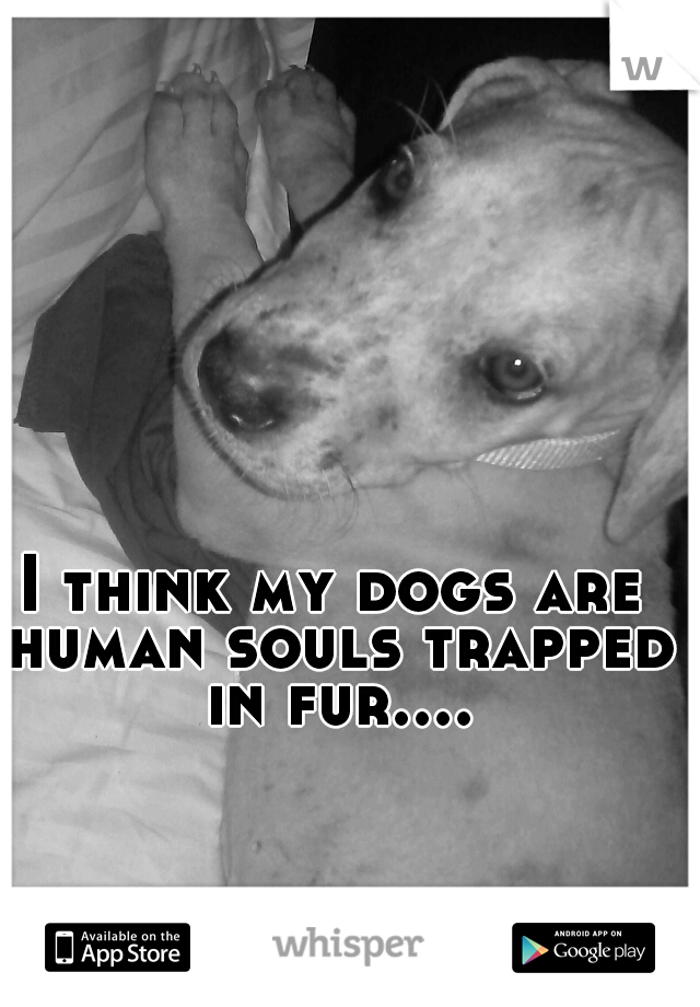 I think my dogs are human souls trapped in fur....