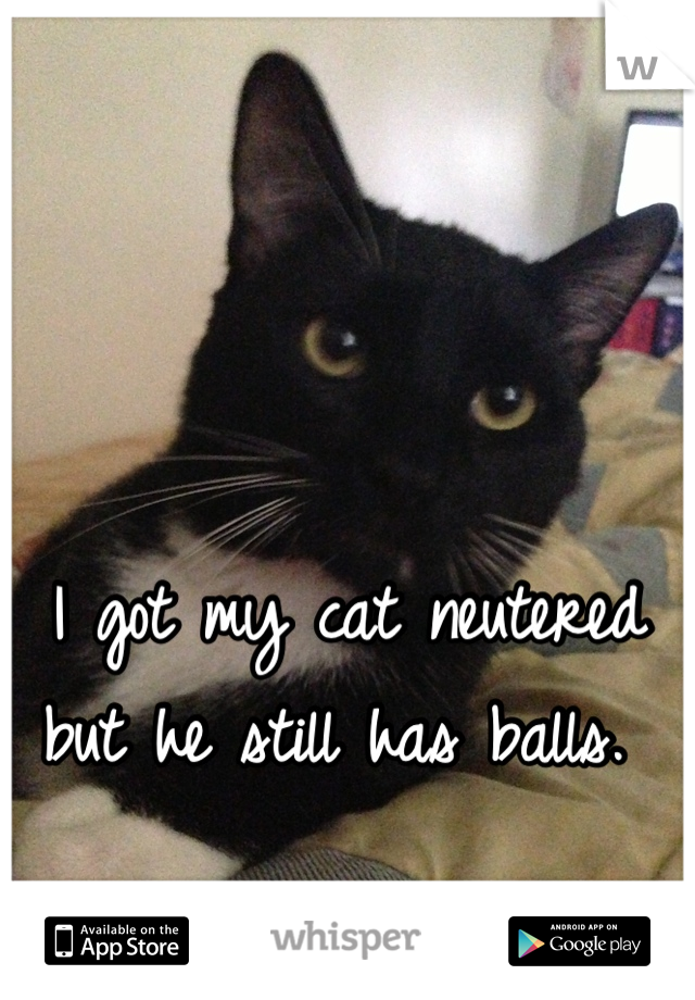 


I got my cat neutered but he still has balls. 