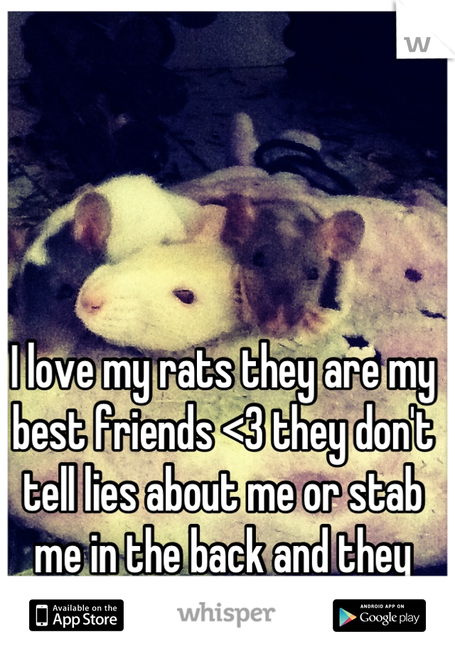 I love my rats they are my best friends <3 they don't tell lies about me or stab me in the back and they always want to cuddle :)