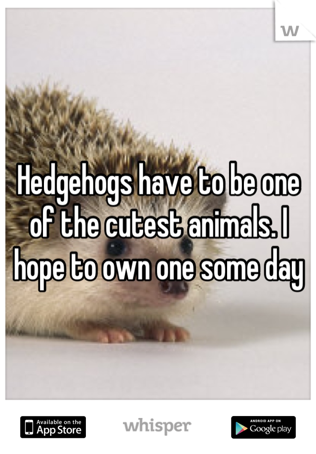 Hedgehogs have to be one of the cutest animals. I hope to own one some day