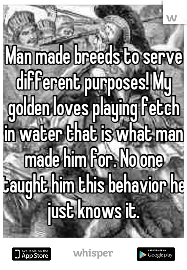 Man made breeds to serve different purposes! My golden loves playing fetch in water that is what man made him for. No one taught him this behavior he just knows it.