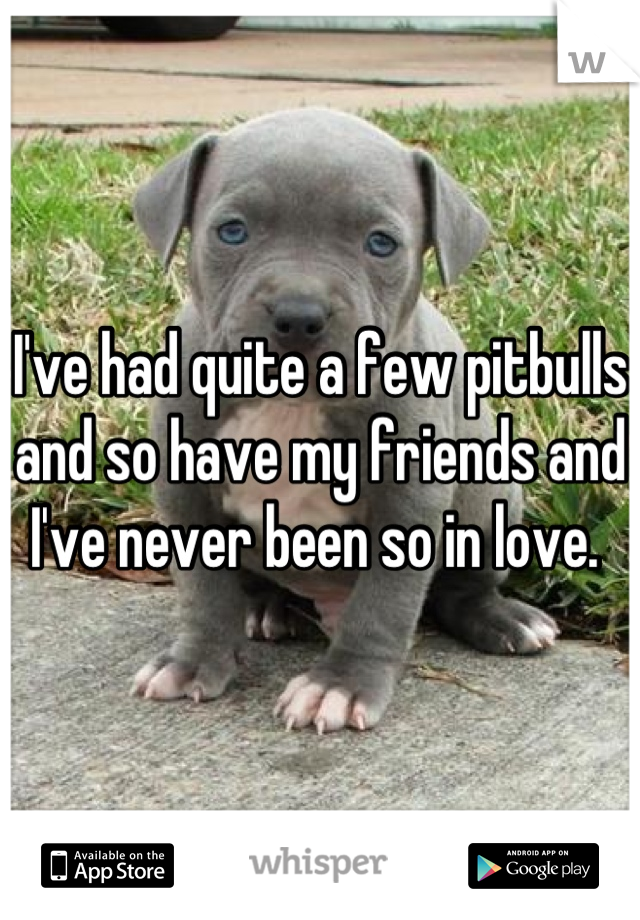 I've had quite a few pitbulls and so have my friends and I've never been so in love. 