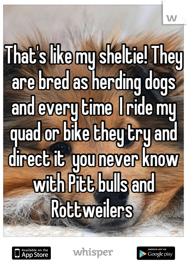 That's like my sheltie! They are bred as herding dogs and every time  I ride my quad or bike they try and direct it  you never know with Pitt bulls and Rottweilers 